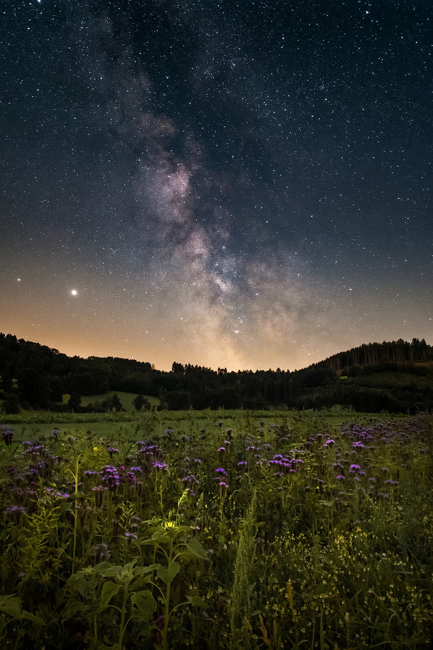 starry sky, flower meadow, night-5410078.jpg