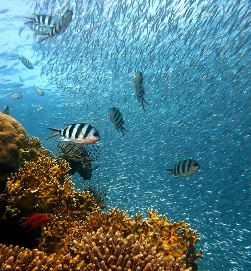 fish, underwater, corals-378286.jpg